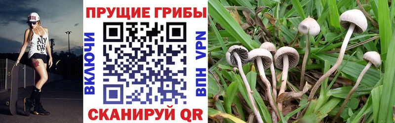 кракен ссылки  Черемхово  Галлюциногенные грибы прущие грибы 